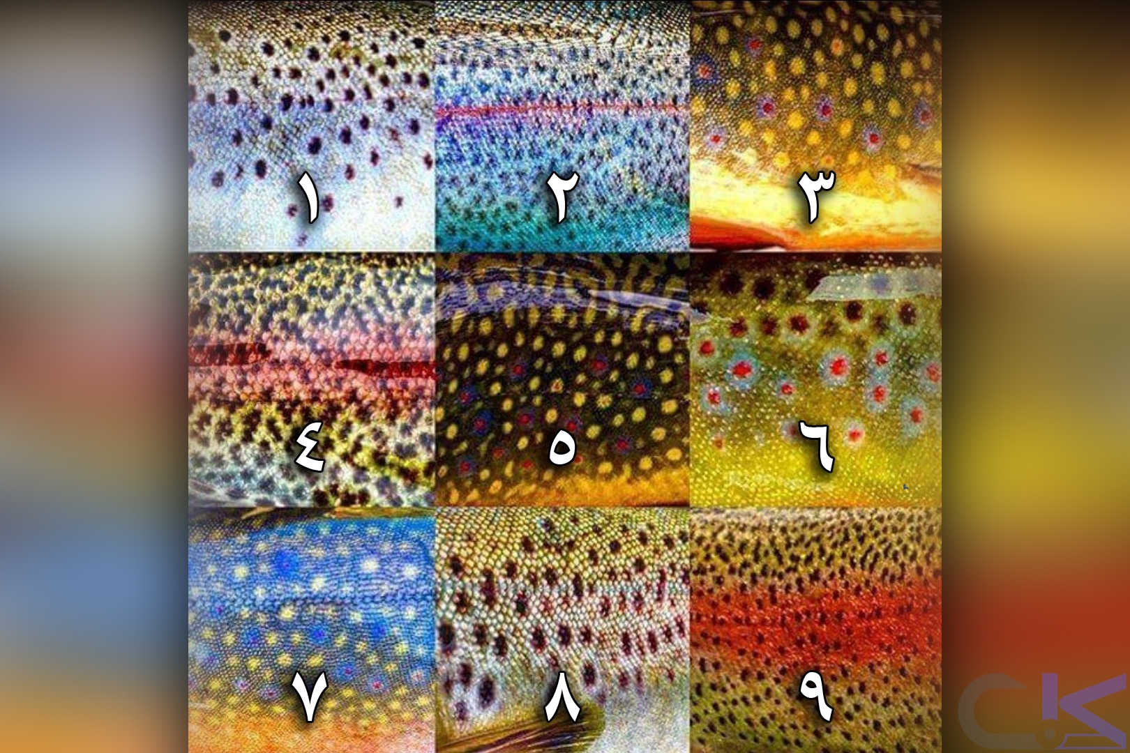 پرسش و پاسخ (شماره 147)
