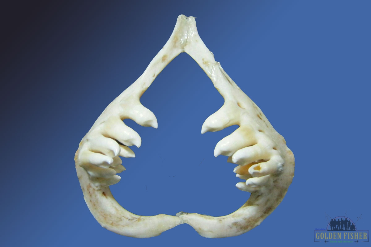 پرسش و پاسخ (شماره 23)