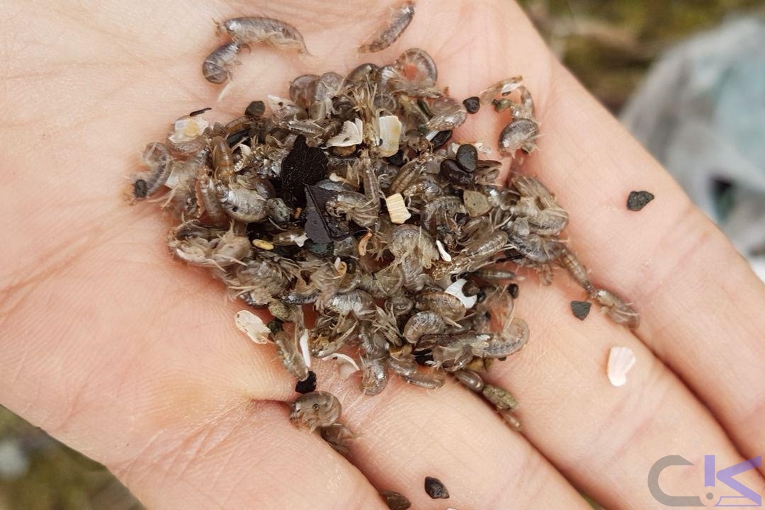 رُش یا گاماروس چیست